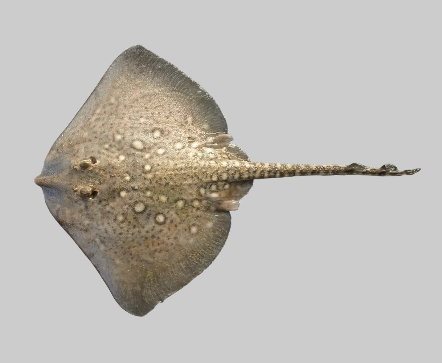 Rochenfisch in Olivenöl mit Curry | ABC+